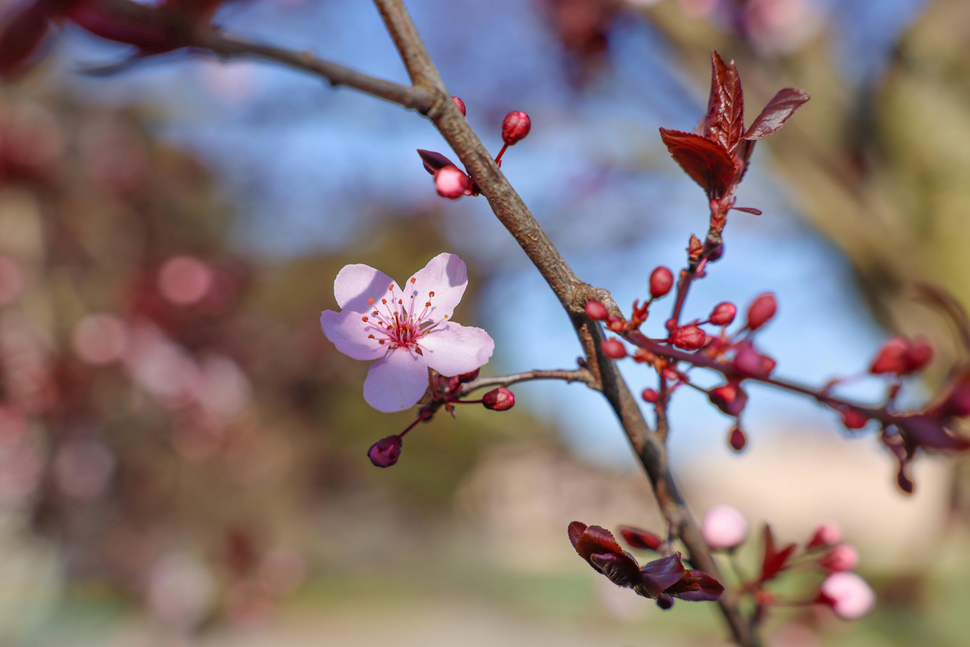桜の花、蕾だらけだけど１つだけ咲いている。やる気スイッチのメタファー
