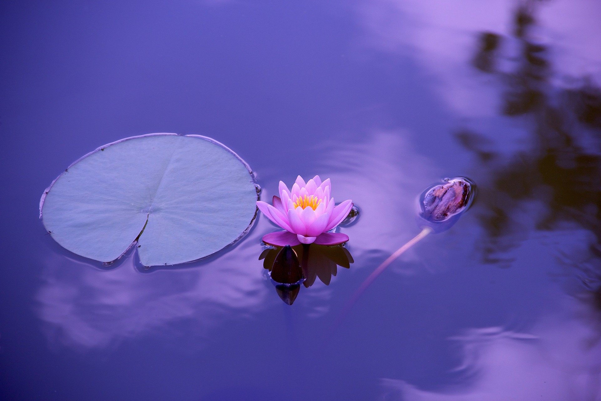 穏やかな水面に蓮の花